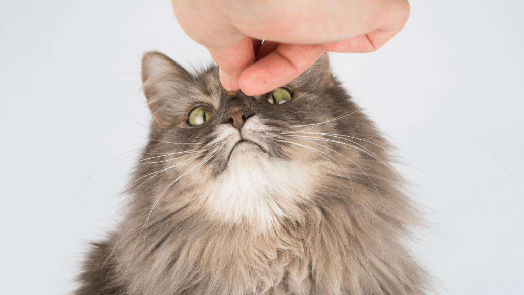 zmysły kota środowisko domowe