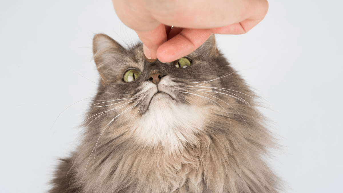 zmysły kota środowisko domowe