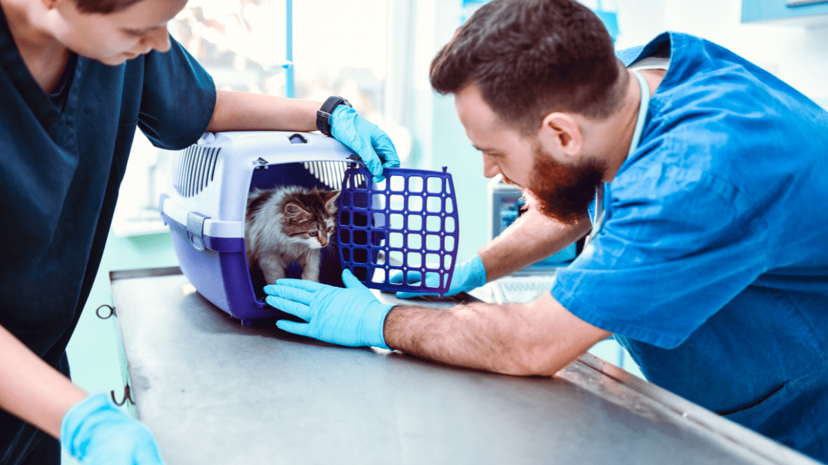 profilaktyka zdrowotna kota