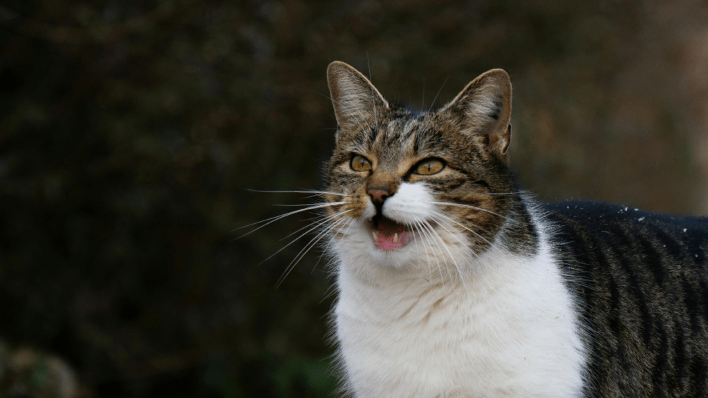 Układ odpornościowy kota