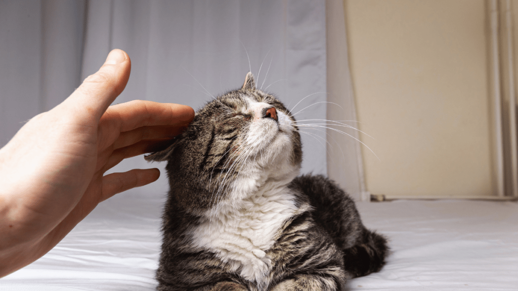 starszy kot układ ruchu