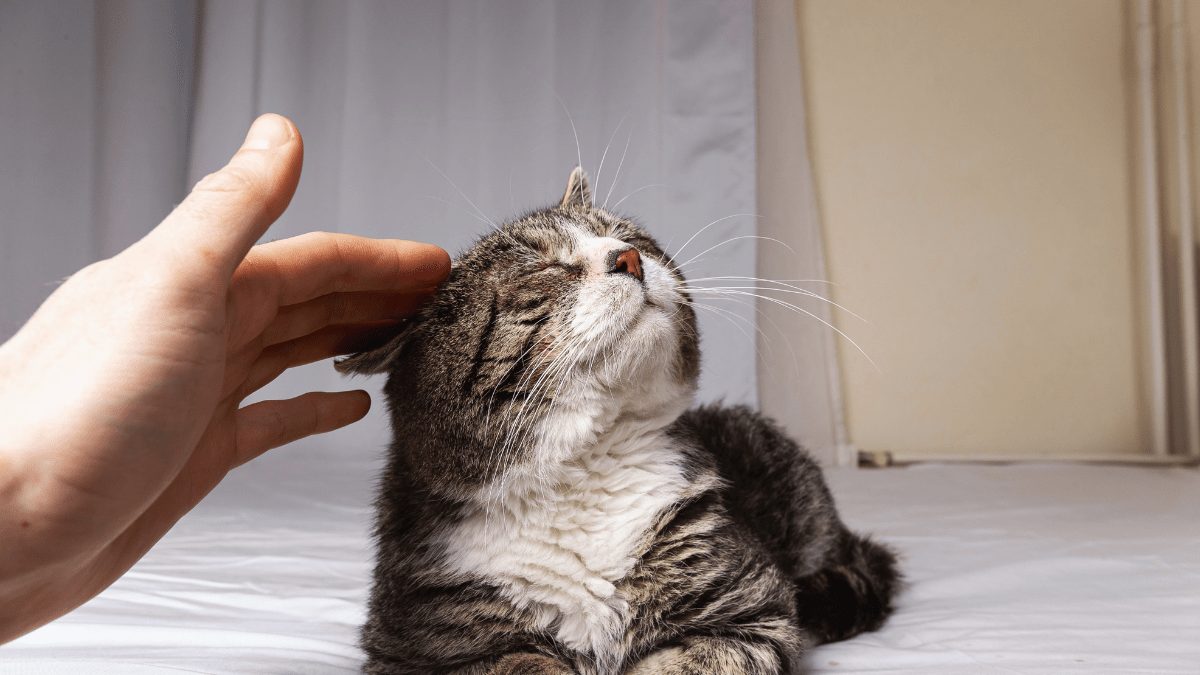 starszy kot układ ruchu