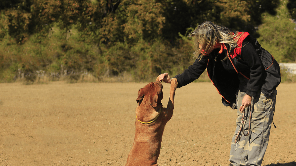 wypalenie zawodowe behawiorysty