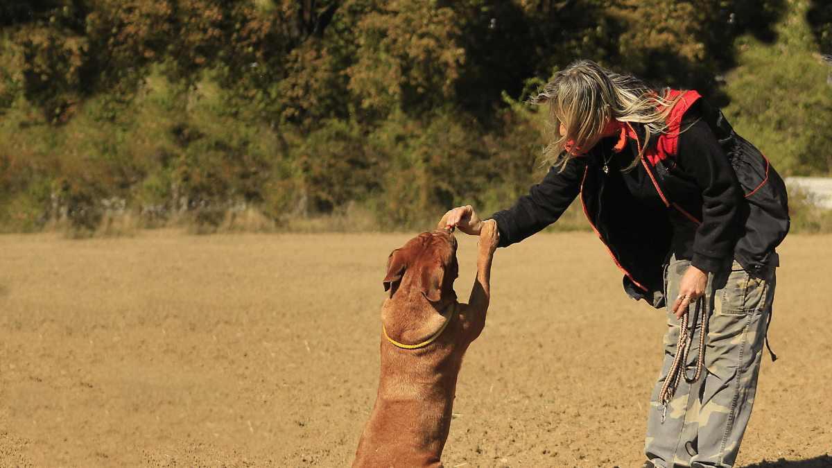 wypalenie zawodowe behawiorysty