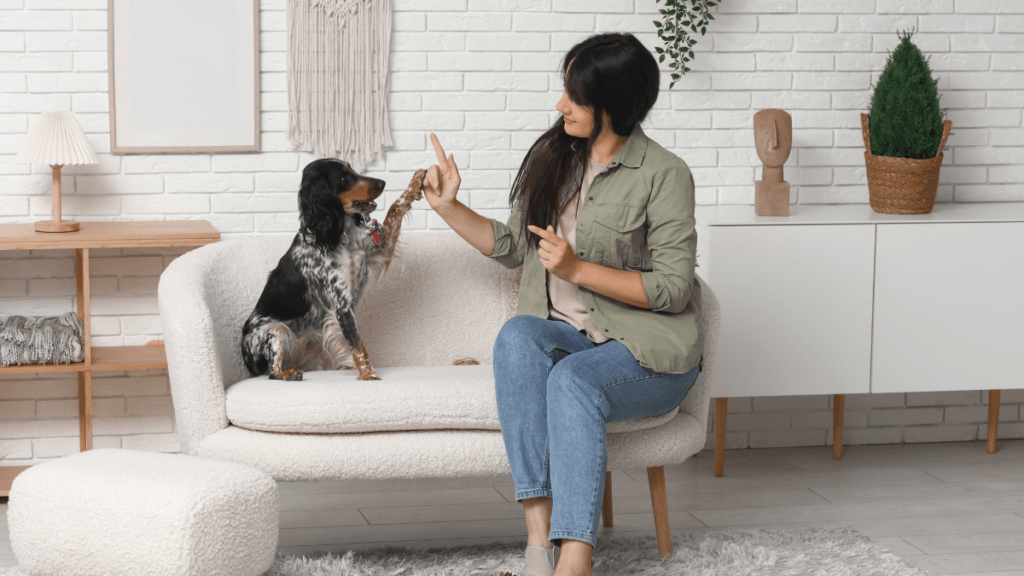 behawiorysta kotów specyfika pracy