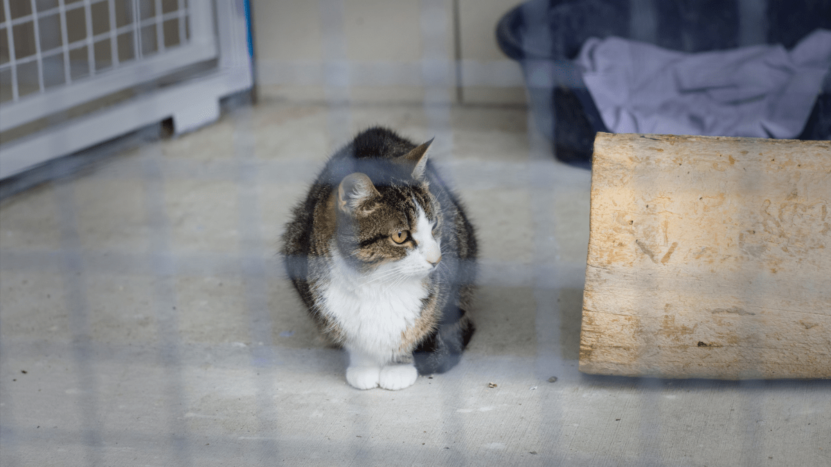 Przywiązana do ławki