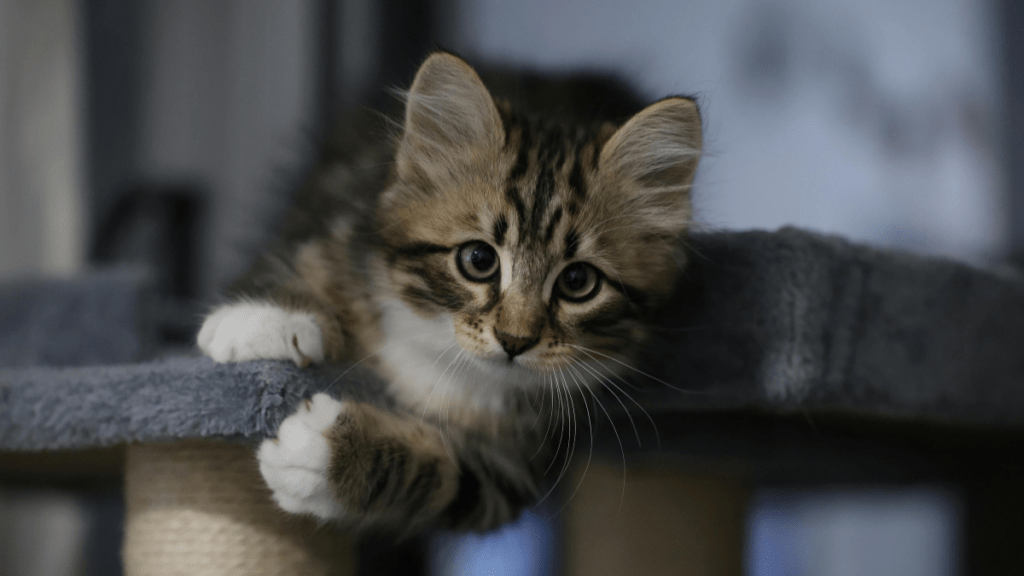 kiedy oddać kocięta do nowego domu