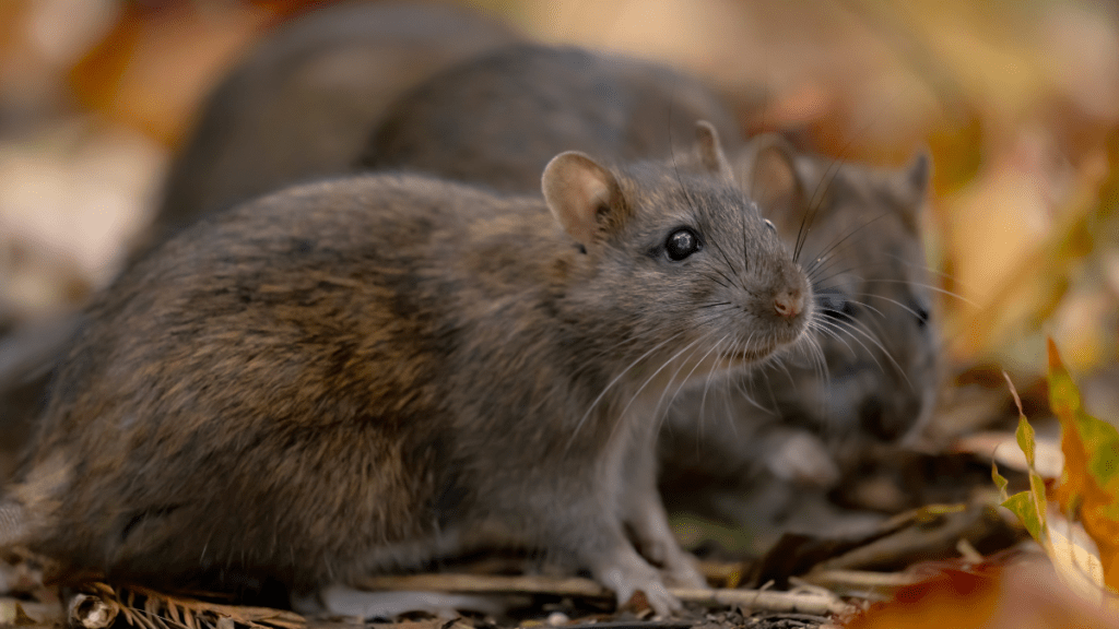 szczury wolno żyjące prawo gatunki obce