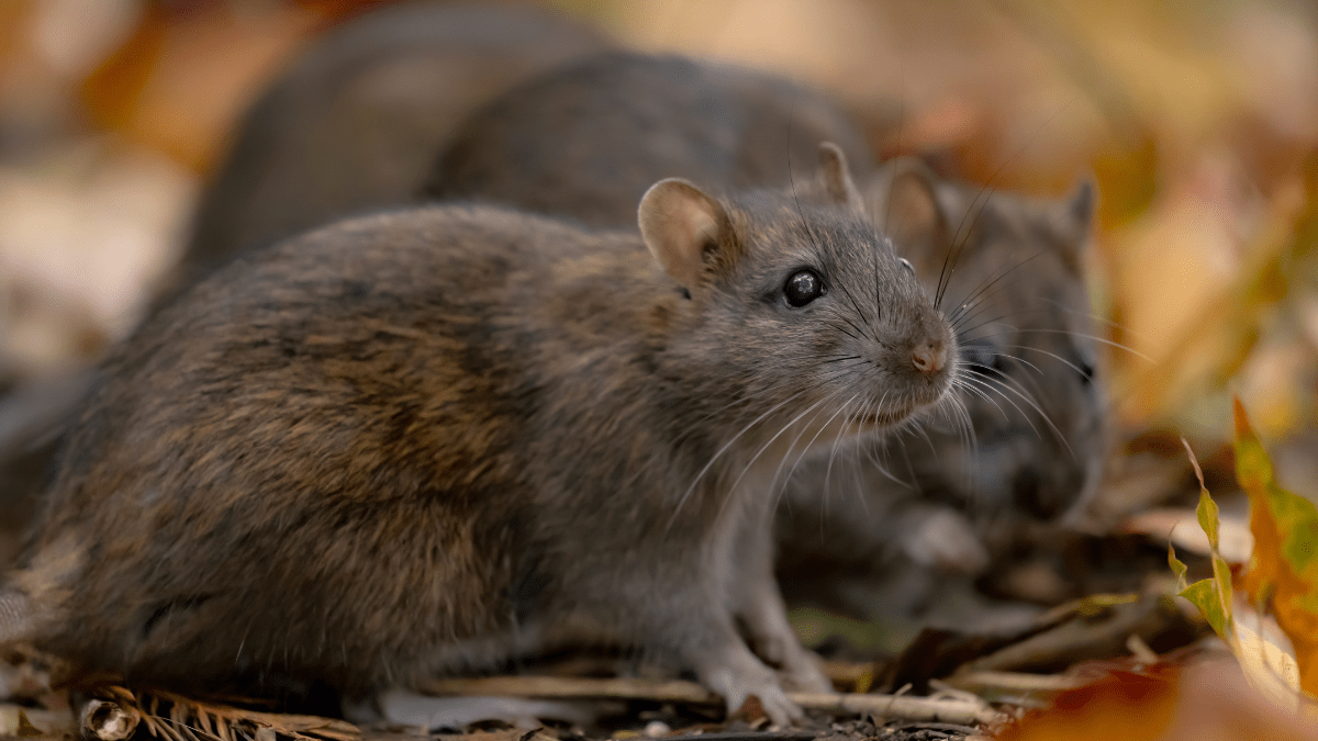 szczury wolno żyjące prawo gatunki obce