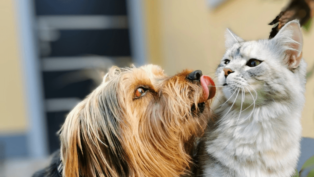 przepisy UE dobrostan psów i kotów