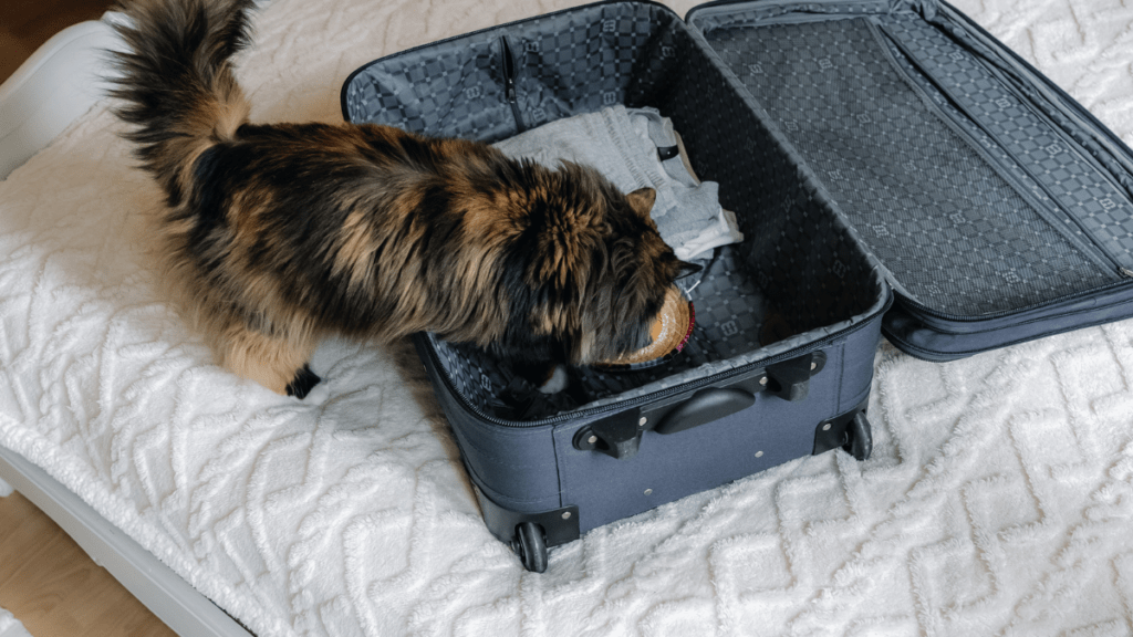 podróżowanie ze zwierzętami przepisy UE 2026