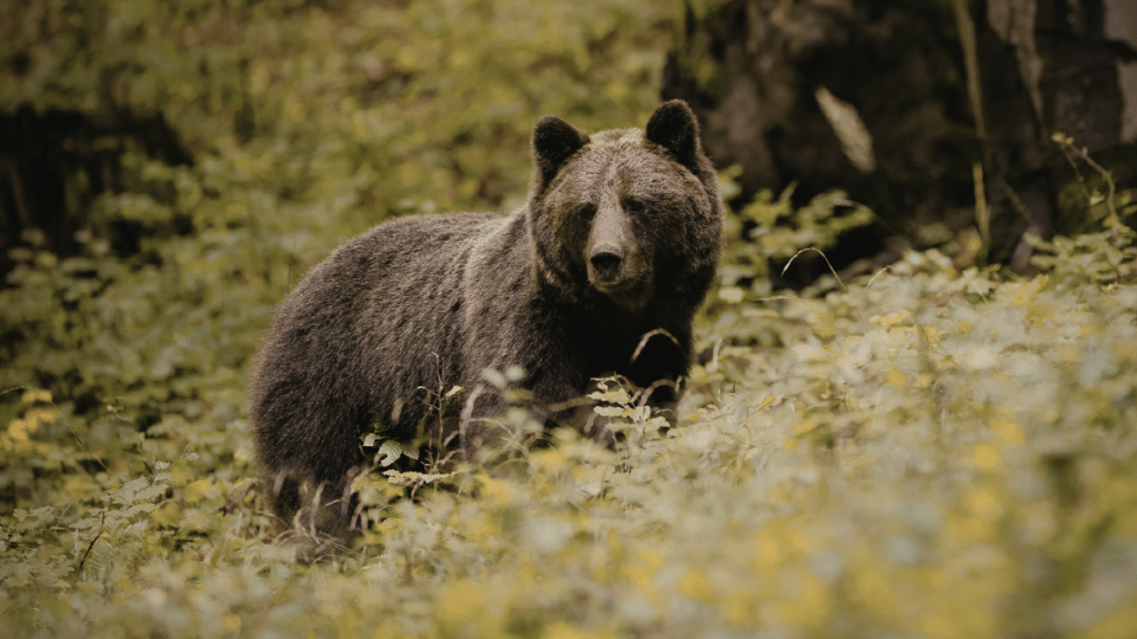 dzikie zwierzęta w mieście