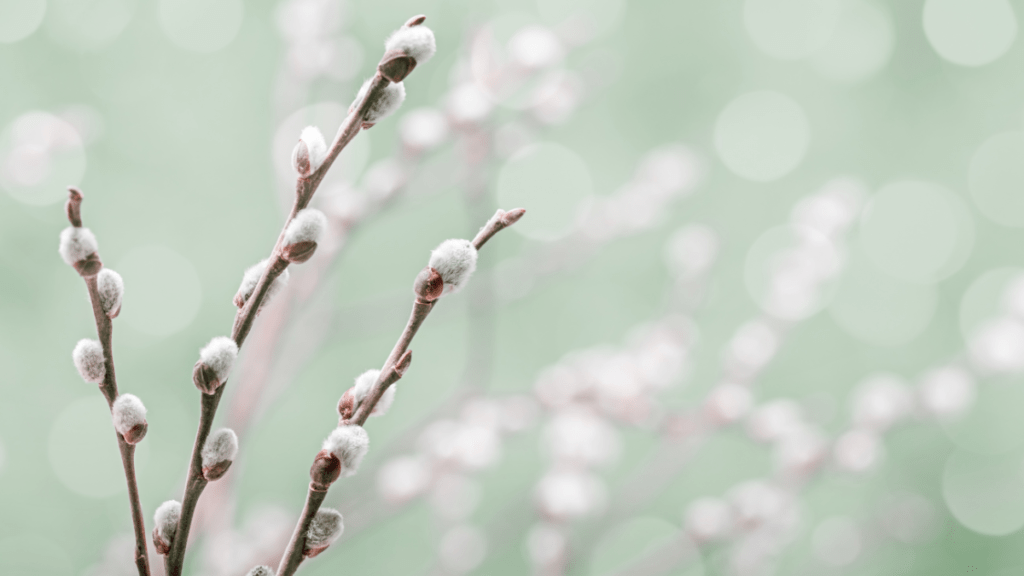 czy bazie są trujące dla kotów