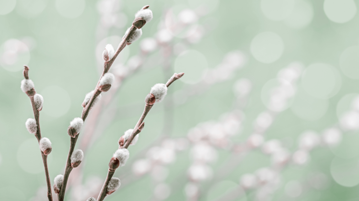 czy bazie są trujące dla kotów