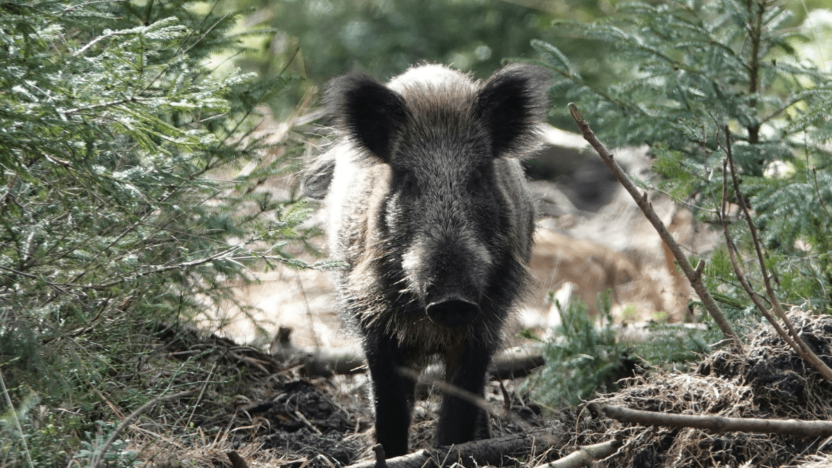 Bosak o dzikich zwierzętach