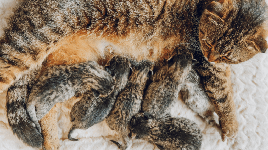 bezdomność zwierząt a brak kastracji