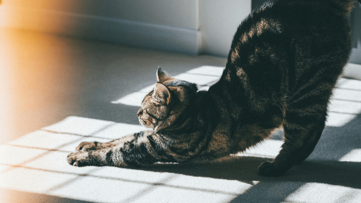 wymogi adopcji kotów z fundacji