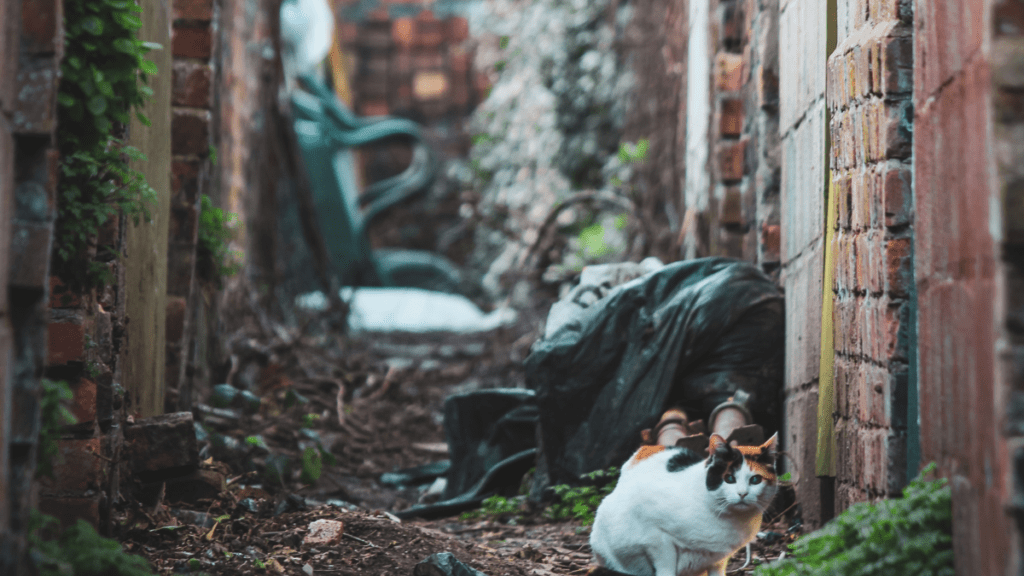 kot wolno żyjący – czy jedno pokolenie zmienia status kota?