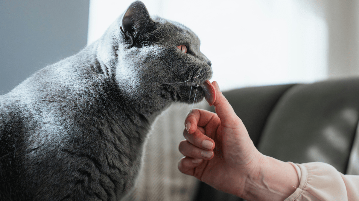 Living with a Cat in Poland