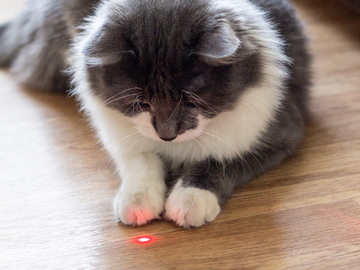 Laser dla kota domowego