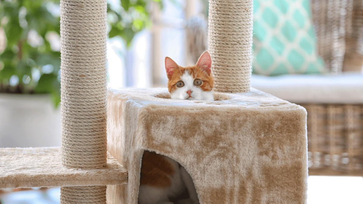 Behavioral Isolation in the Cat Introduction Process