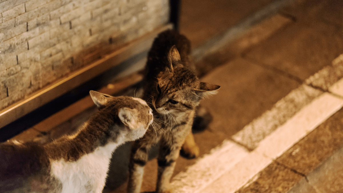 Room Swapping During Cat Introduction