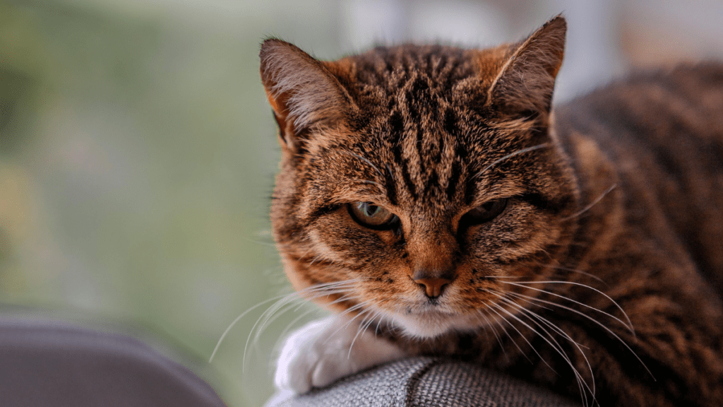 Kot senior