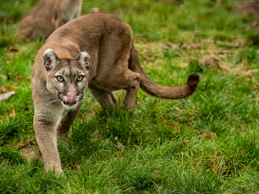 Puma w powiecie koszalińskim - apel o rozsądek